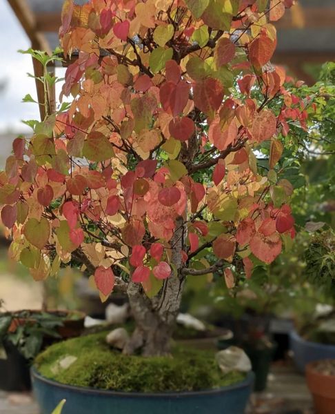 Cercidiphyllum JAPONICUM или Багрянник Японский