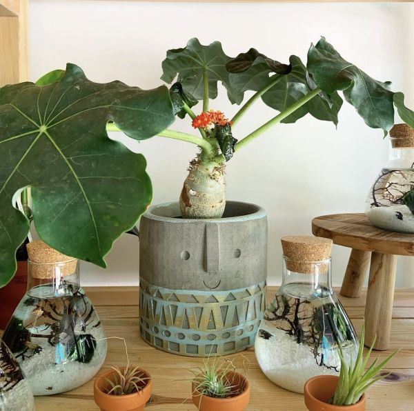 Jatropha PODAGRICA или Ятрофа Подагрика