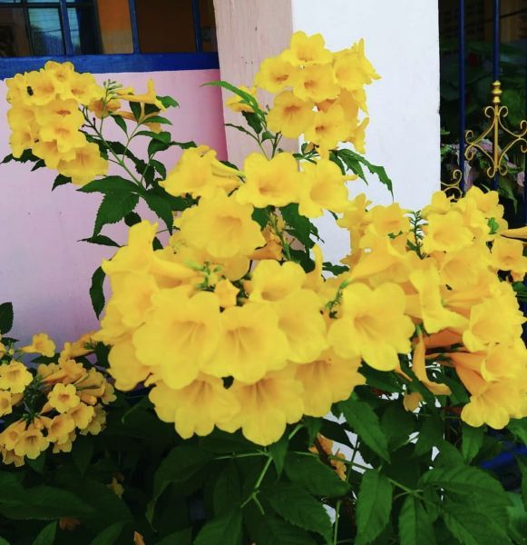 Tecoma STANS или Текома Прямостоячая