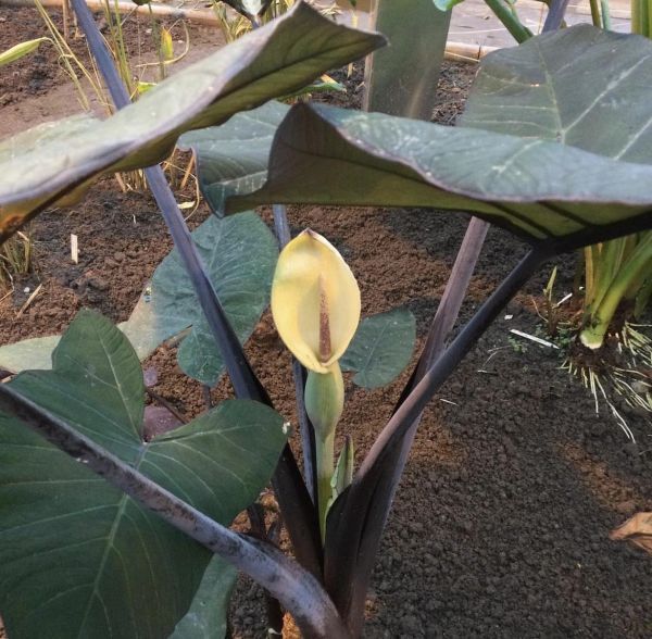 Xanthosoma VIOLACEUM или Ксантосома Фиолетовая