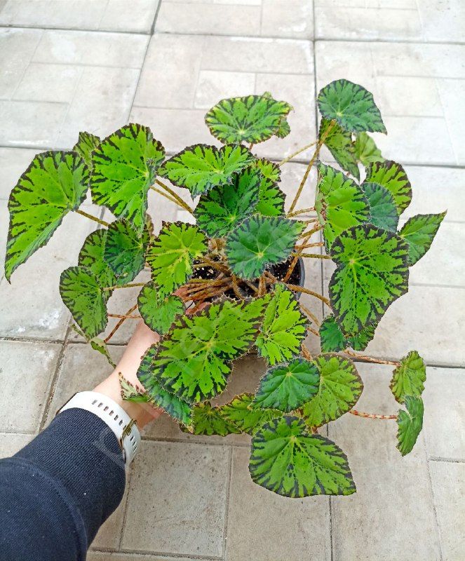 Бегония Тигровая