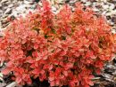 Барбарис тунберга Адмирейшн (Berberis thunbergii Admiration)