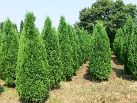 Туя западная Колумна