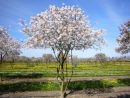 Ирга канадская Ламарка (Amelanchier lamarckii)