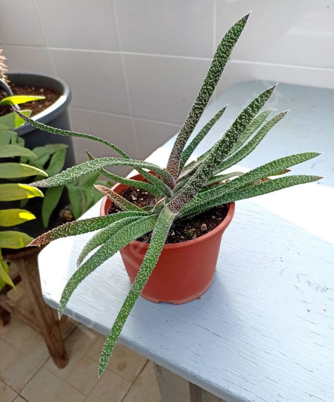 Гастерия Веррукоза (Gasteria VERRUCOSA)