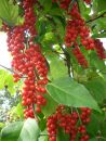 Лимонник китайский (Schisandra chinensis)