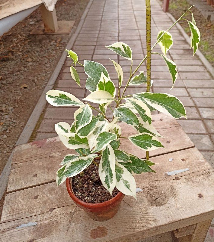 Фикус Бенджамина Twilight