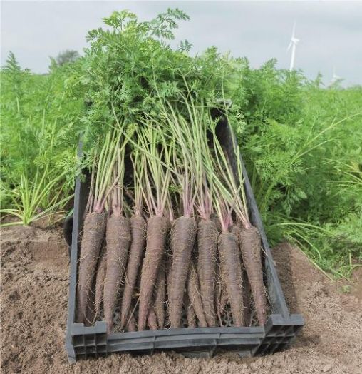 Морковь Дип Пёрпл F1, 1г семян