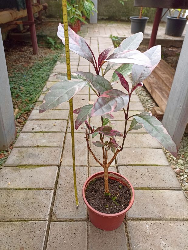 Псевдоэрантемум