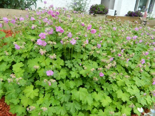 Герань крупнокорневищная (Geranium macrorrhizum)