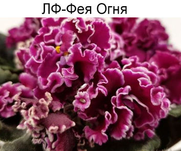 ЛФ-Фея Огня (Федосеева)