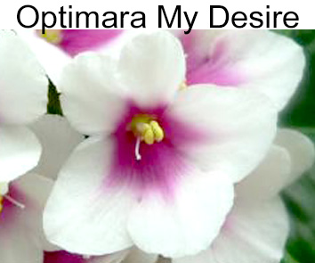 Optimara My Desire