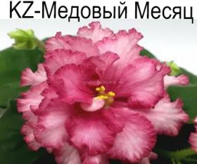 KZ-Медовый Месяц