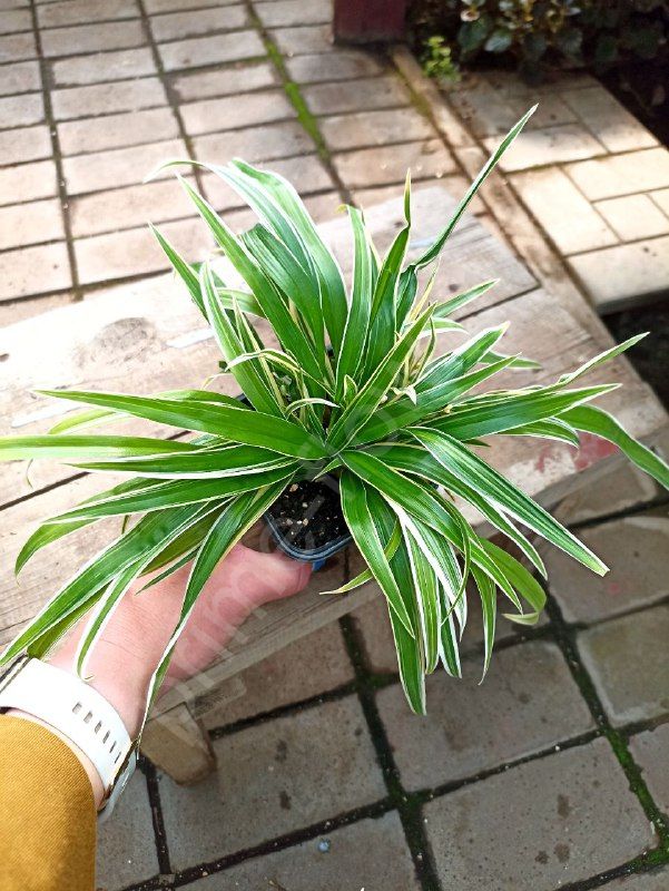 Хлорофитум Лаксум