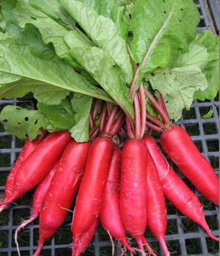 Редис Красный великан, 10г семян