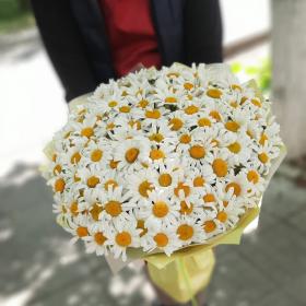 101 ромашка