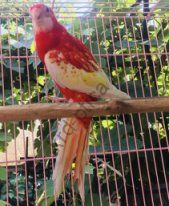 Розелла рубиновая красная (Platycercus elegans)