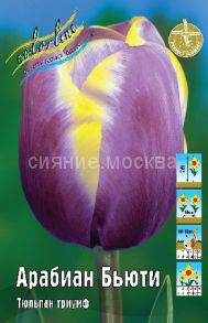 Тюльпан Арабиан Бьюти, триумф, 11/12, 1 шт