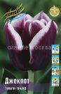 Tyulpan-Dzhekpot-seriya-Triumf-11-12-1-sht
