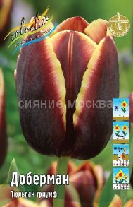 Тюльпан Доберман 11/12 , 1 шт