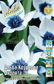 Тюльпан Альба Коурелеа Окулята видовой (ботанический) 6/+, 1 шт
