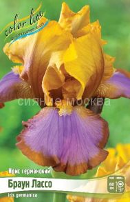 Ирис германский Браун Лассо, 1 шт