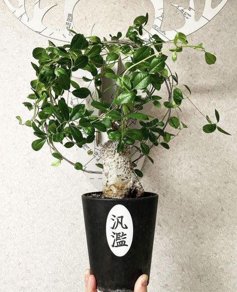 Fockea EDULIS или Фокея Съедобная