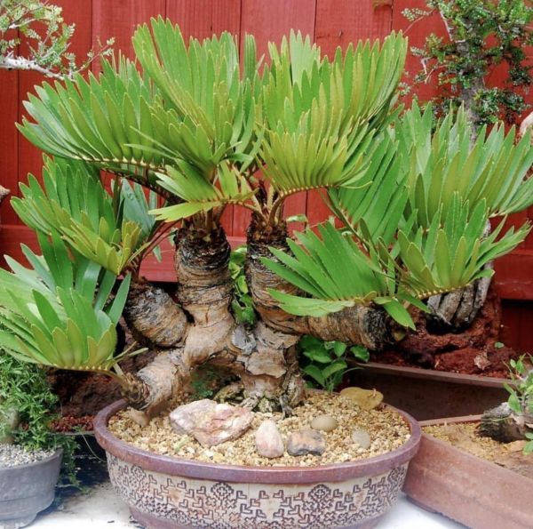 Zamia furfuracea - Картонная пальма, замия припудренная, замия шершавая