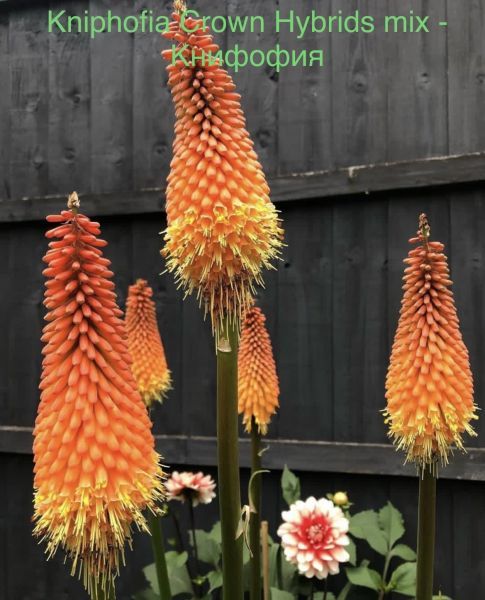 Kniphofia - Книфофия