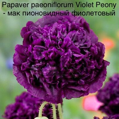 Papaver paeoniflorum Violet Peony - мак пионовидный фиолетовый