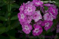 Флокс 'Может быть' / Phlox 'Mozhet byt'