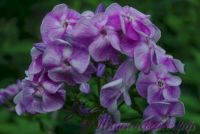 Флокс 'Первая Ласточка' / Phlox 'Pervaja Lastochka'