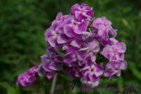 Флокс 'Первая Ласточка' / Phlox 'Pervaja Lastochka'