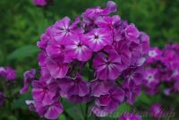 Флокс 'Первая Ласточка' / Phlox 'Pervaja Lastochka'