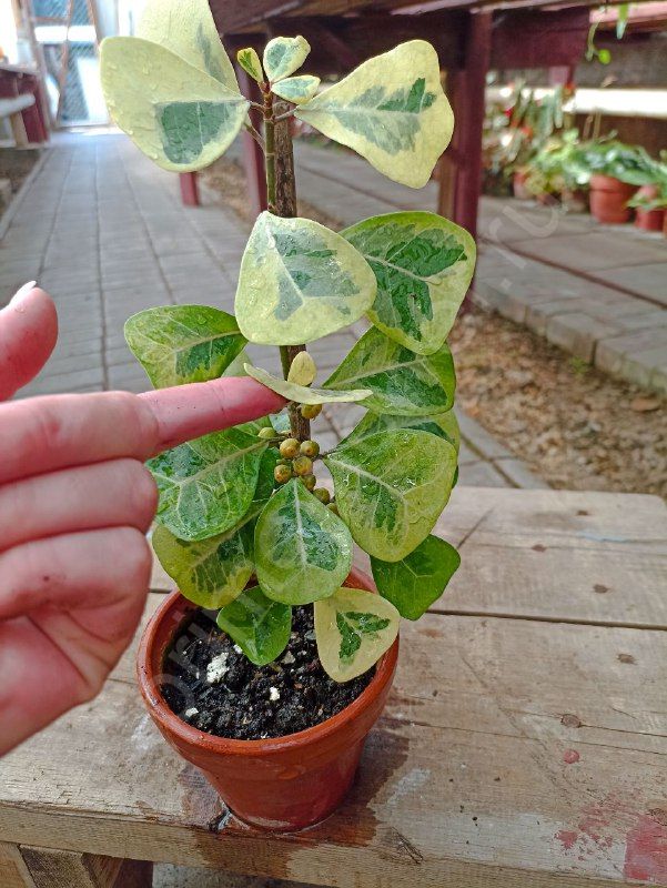 Фикус Триангулярис коконат крем