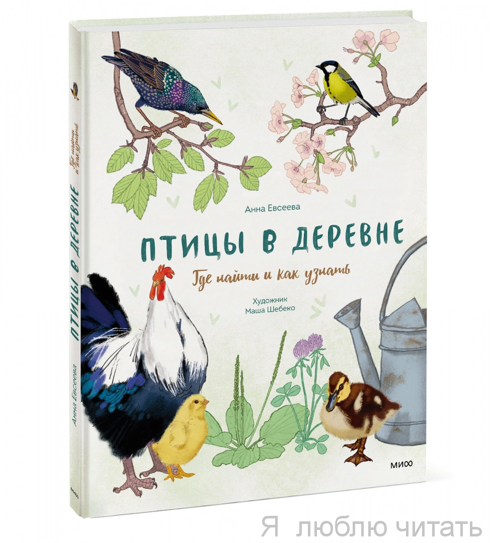 Птицы в деревне. Где найти и как узнать