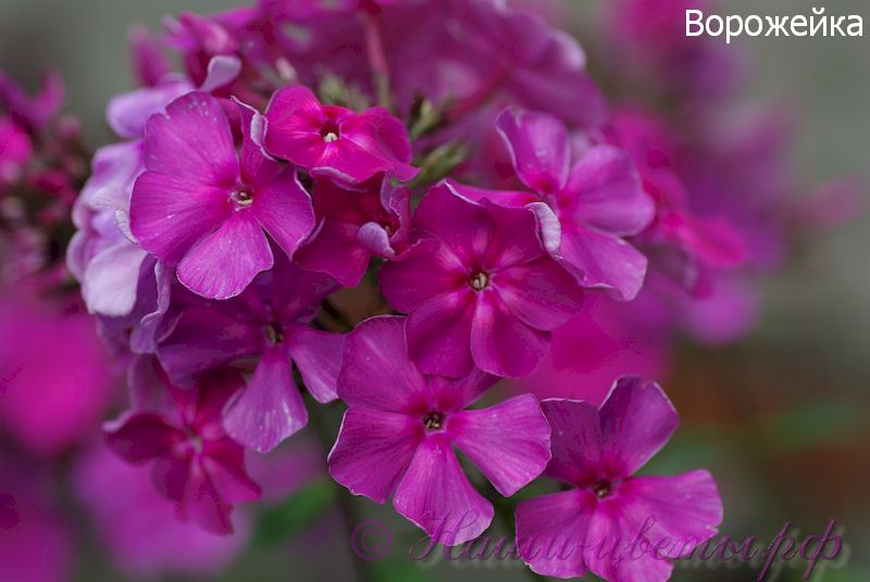 Флокс 'Ворожейка' / Phlox 'Vorogeyka'