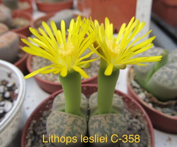 Lithops lesliei C-358