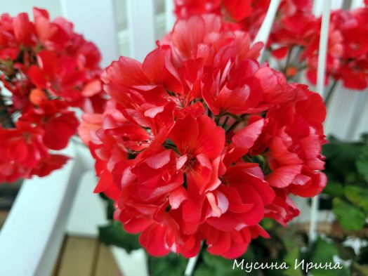 Свет Пламя № 0360