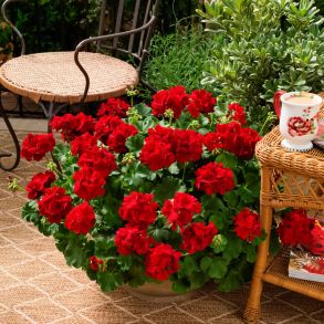 Пеларгония Calliope Dark Red