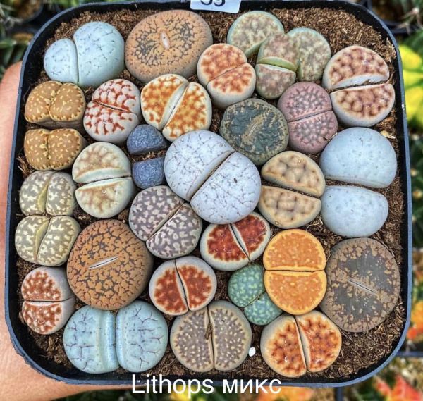 Lithops микс