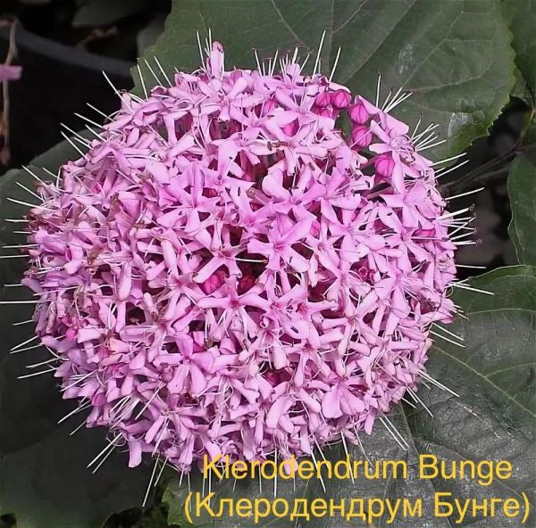 Klerodendrum Bunge (Клеродендрум Бунге)