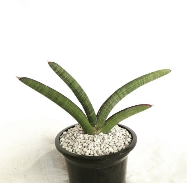 Sansevieria pearsonii, Dracaena pearsonii (Сансевиерия грушевидная)