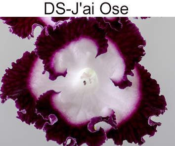 DS-J ai Ose (П.Еникеев)