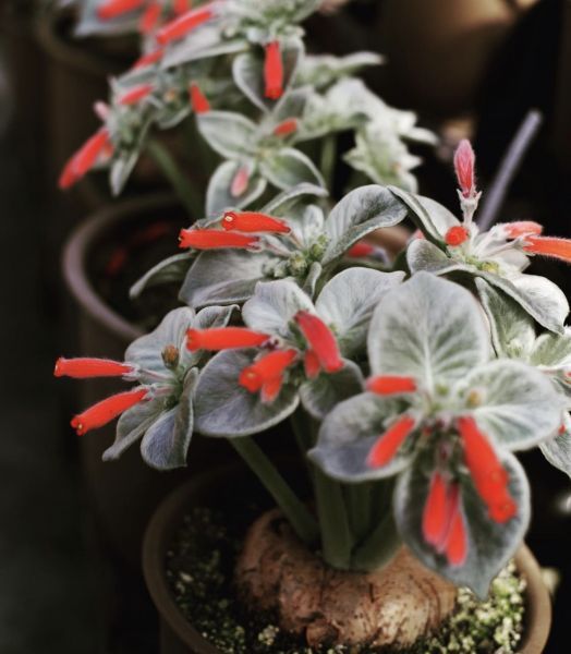 Sinningia (Rechsteineria) leucotricha (Рехстейнерия беловолосная)