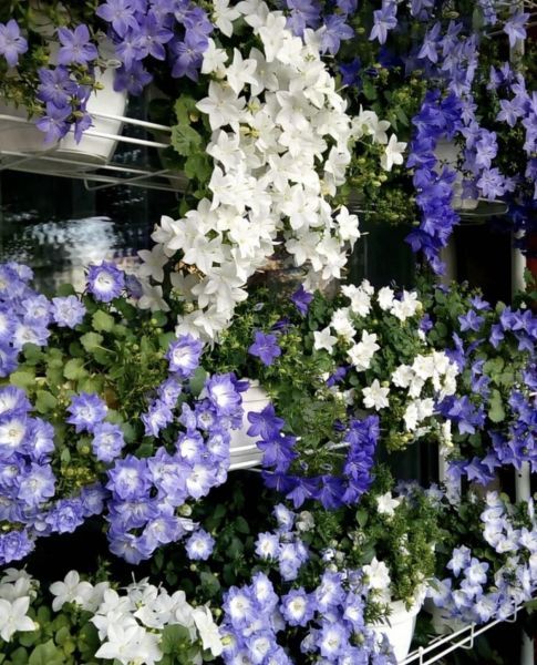 Campanula (Кампанула микс)