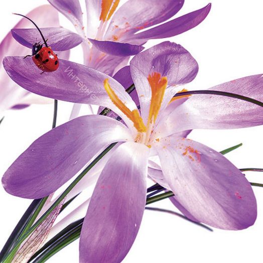 Стеновая панель SP 134 2800 мм