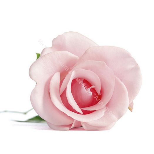 Стеновая панель SP 264 2800 мм