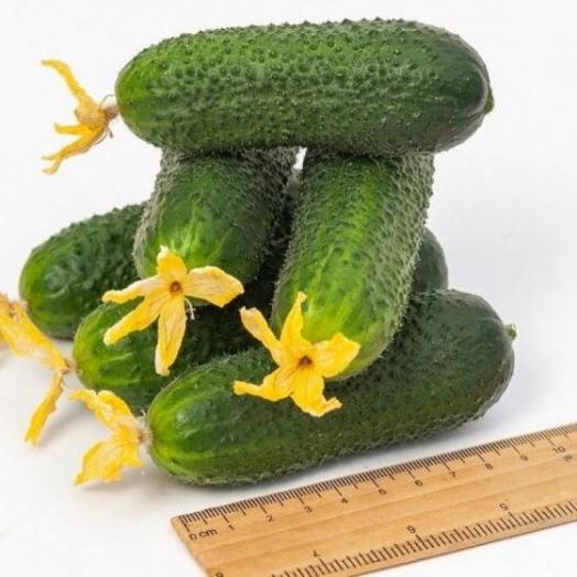 Огурец БАВАРЕЦ F1, 250 семян