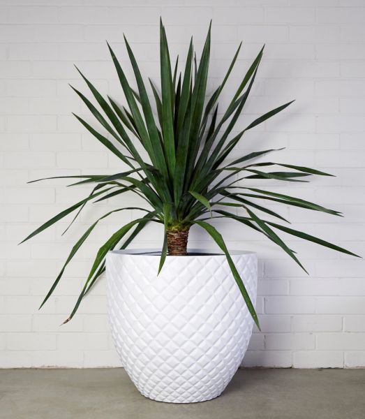 Драконово дерево